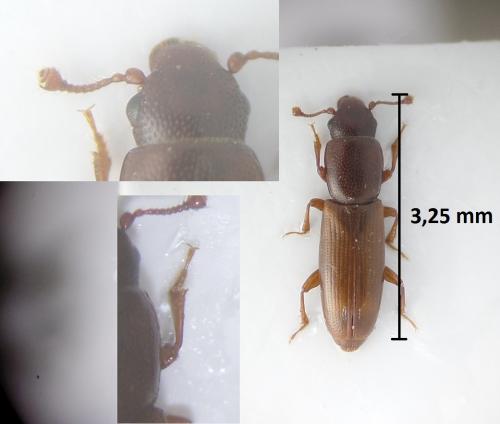 Rhizophagus bipustulatus